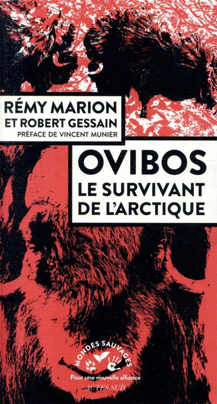 OVIBOS, LE SURVIVANT DE L'ARCTIQUE - MARION, REMY - ACTES SUD