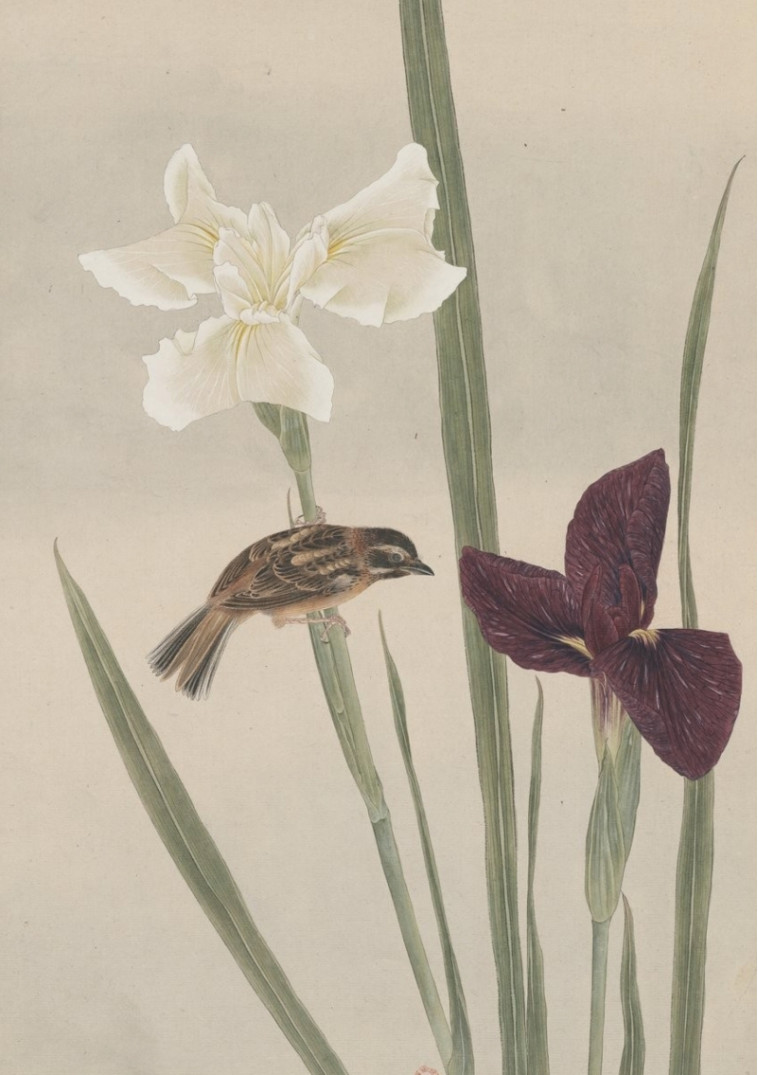Carnet - Fleurs et oiseaux -   - RELIEFS